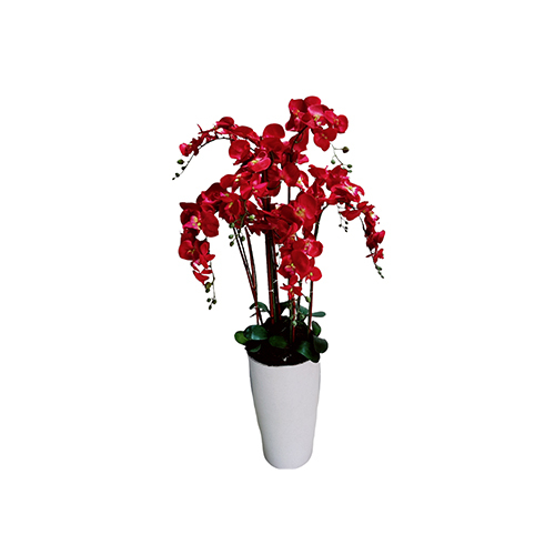 Red 4 Feet Orchid Arrangament With Pot