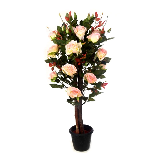 Peach Rose Plant
