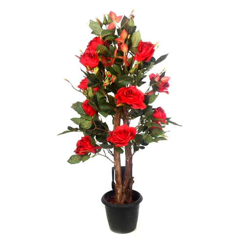 Red Rose Plant