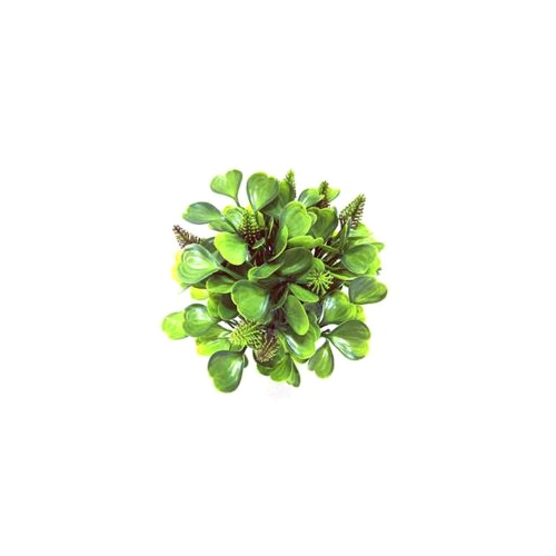 Boxwood Green Grass Bush