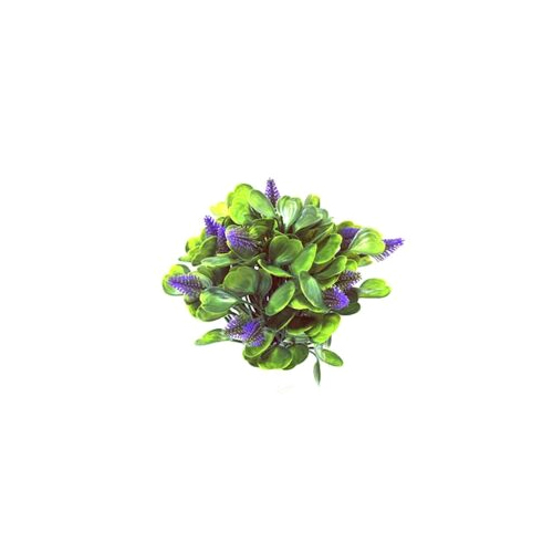 Garden Boxwood Grass Bush