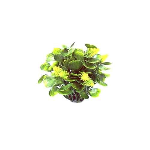 Yellow Outdoor Boxwood Grass Bush