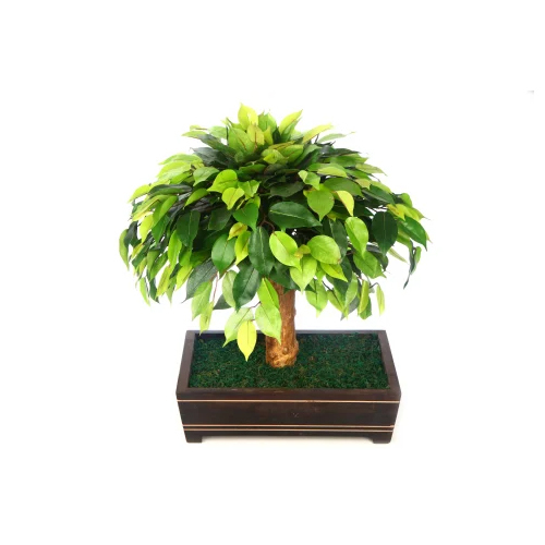 Ficus Bonsai Plant - 7 Inch Wooden Pot Vibrant Green Leaves Perfect for Home or Office Decor