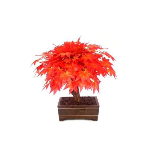 Orange Maple Bonsai Red With Wooden Pot