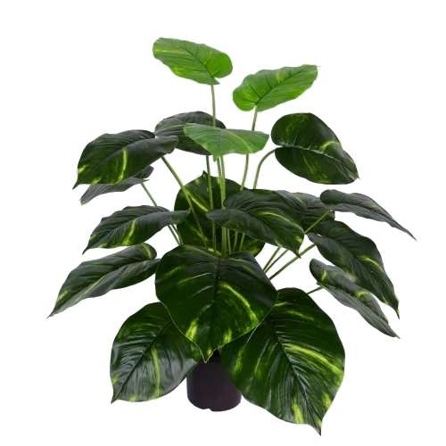 Mini Plant