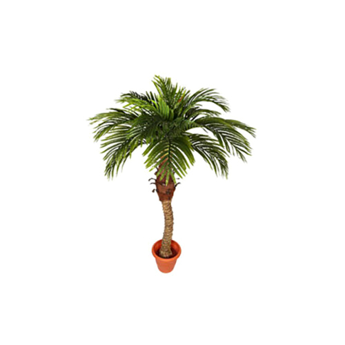 Green 4 Feet Coco Palm Plant