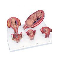 Intro to Obstetrics Manikin