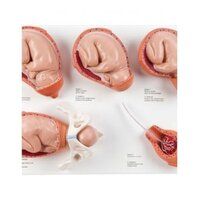 Intro to Obstetrics Manikin