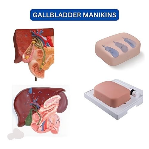 Gallbladder Manikins