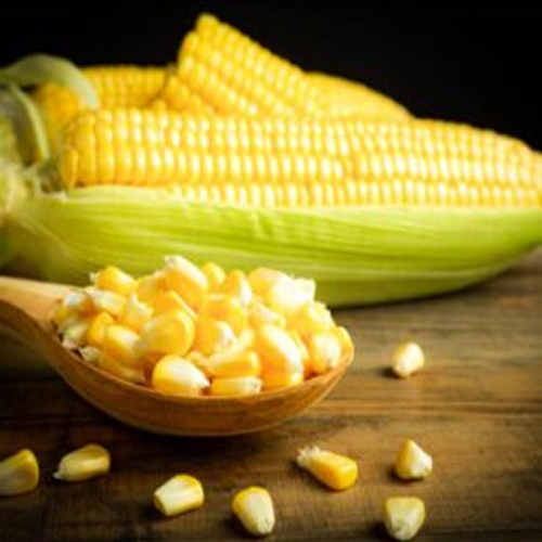 Fresh Organic Corn