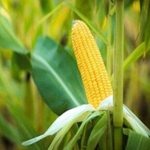 Fresh Organic Corn