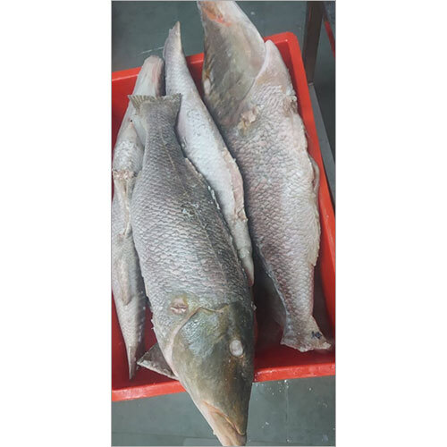Emperor GG Fish