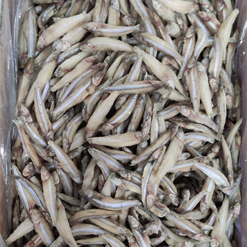Anchovy Black Hole Fish