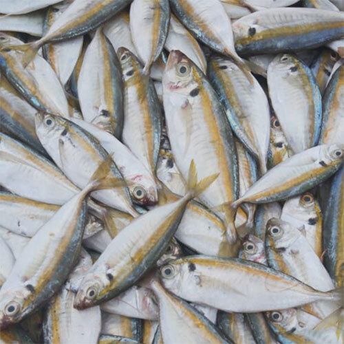 Yellow Stripe Scad Whole Fish