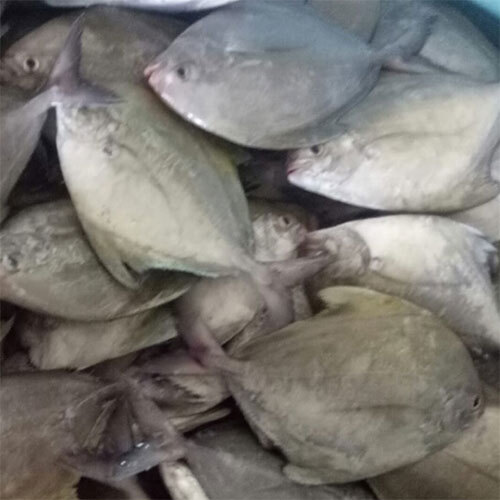 Whole Black Pomfret Fish