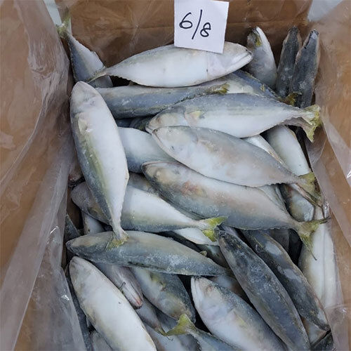 Mackerel Whole Fish Packaging: Bulk