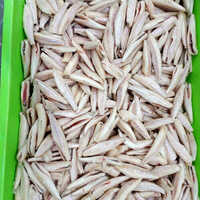 Anchovy Dressed Fish Packaging: Bulk