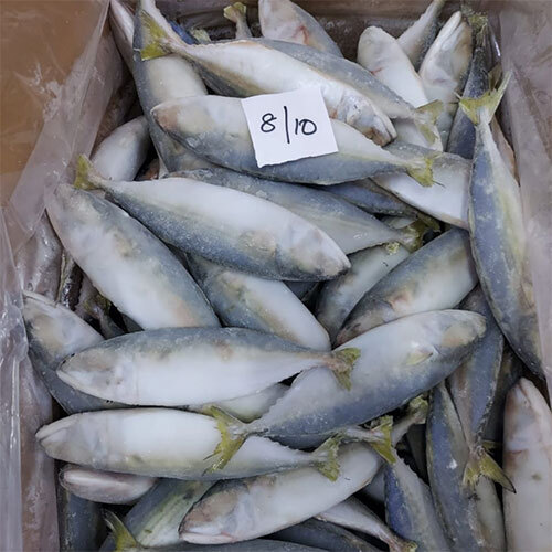 Mackerel Whole Fish