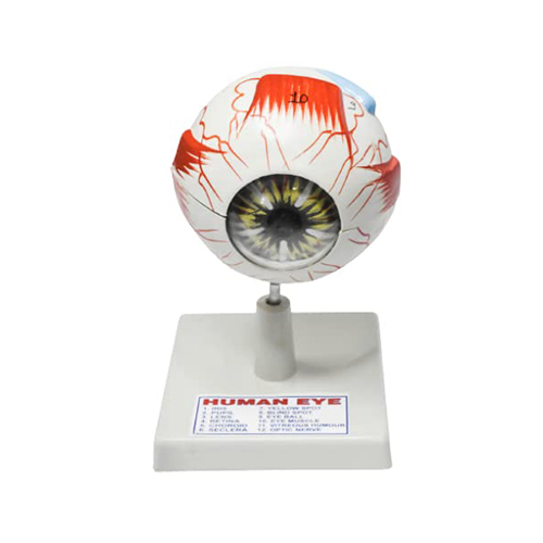 Human Eye Model