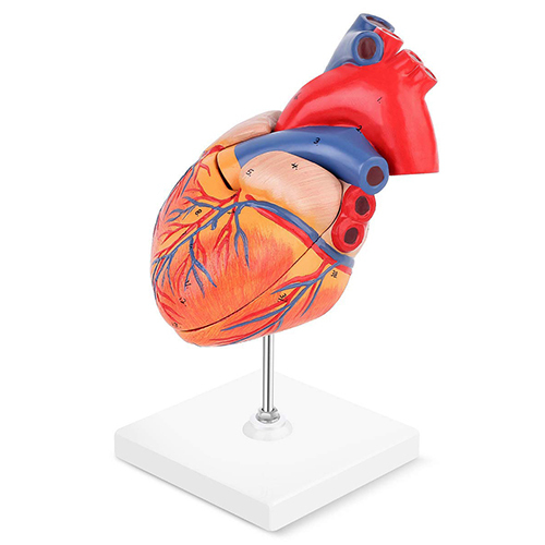 Human Heart Model Education Purpose