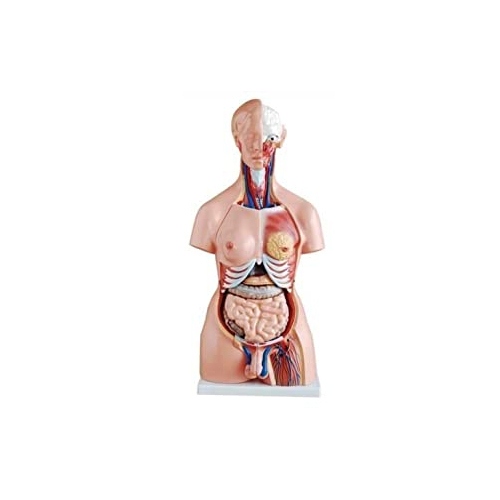 Human Torso Female Model