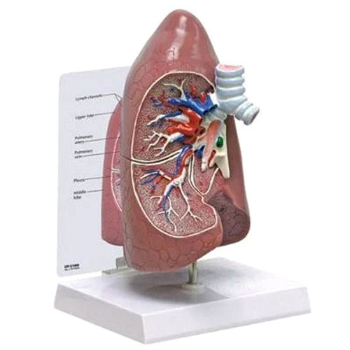 Multicolor Human Lung Model