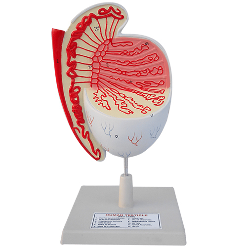 Human Testicle Model