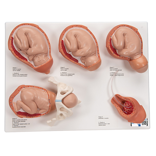 Stages Of Birth Model