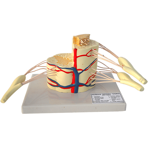 Human Spinal Cord