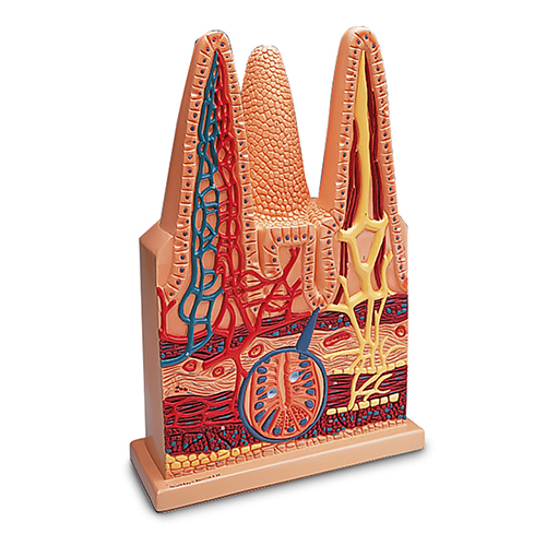 Multicolor Human Intestinal Villus Model