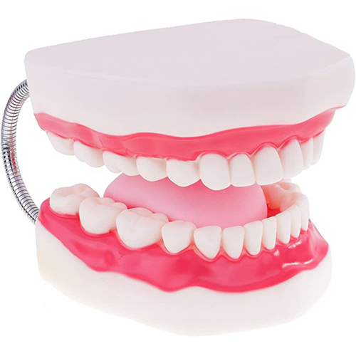 Human Upper And Lower Jaw Model