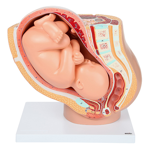 Multicolor Baby With Pelvis Fiber Model