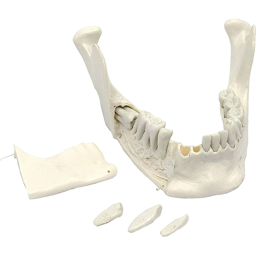 Human Lower Jaw With Teeth Education Purpose