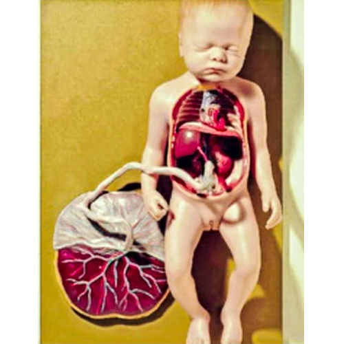 Skin Fetal Circulation Model