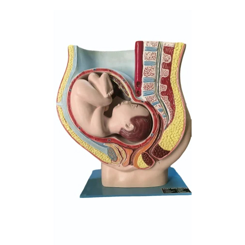 Anatomical Pelvis With Baby