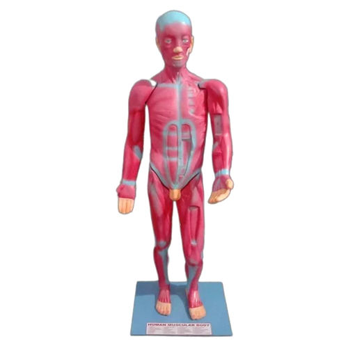 Red Di208 Anatomical Human Muscular Body