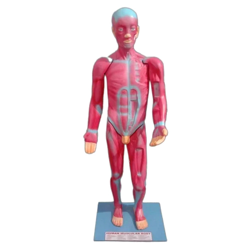 Anatomical Human Muscular Body