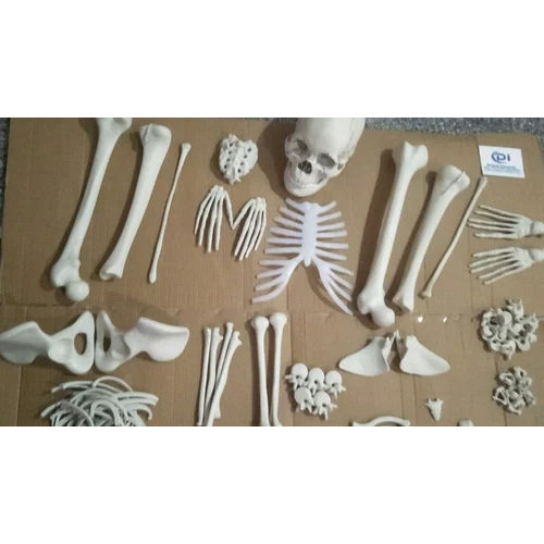 White Human Disarticulated  Model