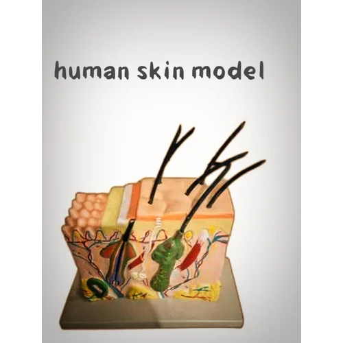 Human Skin Model