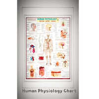 Educational Human Physiology Chart