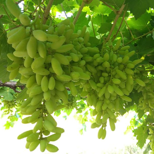 Fresh Grapes