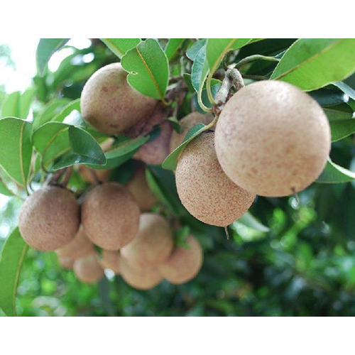 Fresh Sapota