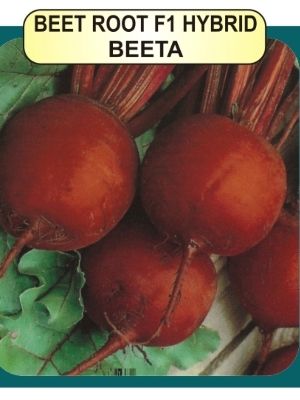 Beet Root  Beeta Seeds