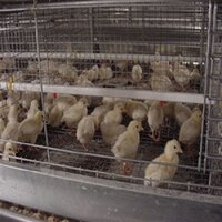 Breeder Chick Cum Grower Automatic Cages - Color: Gray