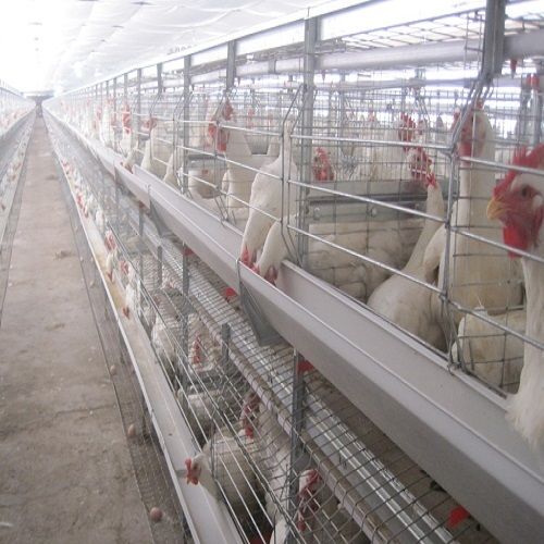 Breeder cage system