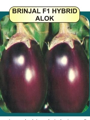 Brinjal F1 Seeds