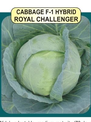 Cabbage F1 Seeds