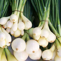 Fresh Green Onion - Raw, Nil Moisture Content | Small Pieces, Fresh Flavor For Salads, Soups, And Stir-fries, Versatile Cooking Ingredient