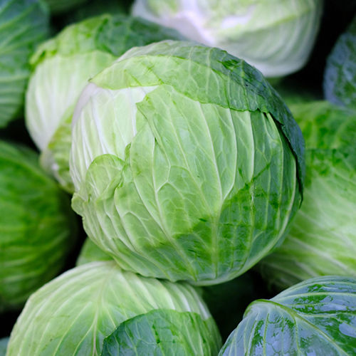 Fresh Cabbage