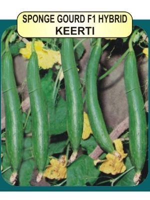 Sponge Gourd F1 Seeds